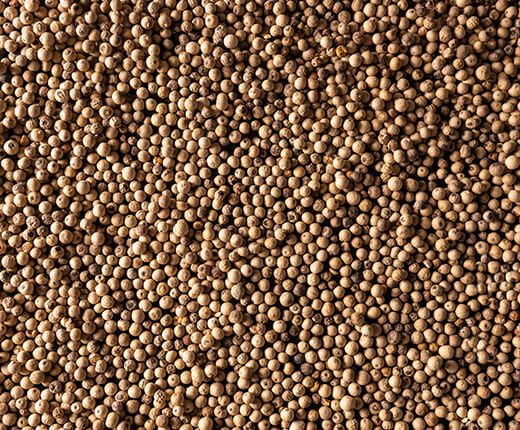 Witte Peper Sarawak (4x20gr)